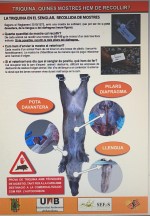Detectat un cas de triquinosi per consum de carn de senglar a Santa Maria de Palautordera